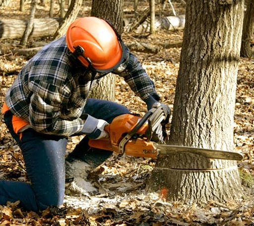 Tree Removal in Dennis, MS